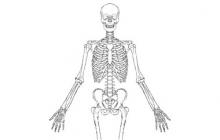 Скелет человека: строение с названием костей, функции, анатомия, фото спереди, сбоку, сзади, части, количество, состав, вес костей, схема, описание